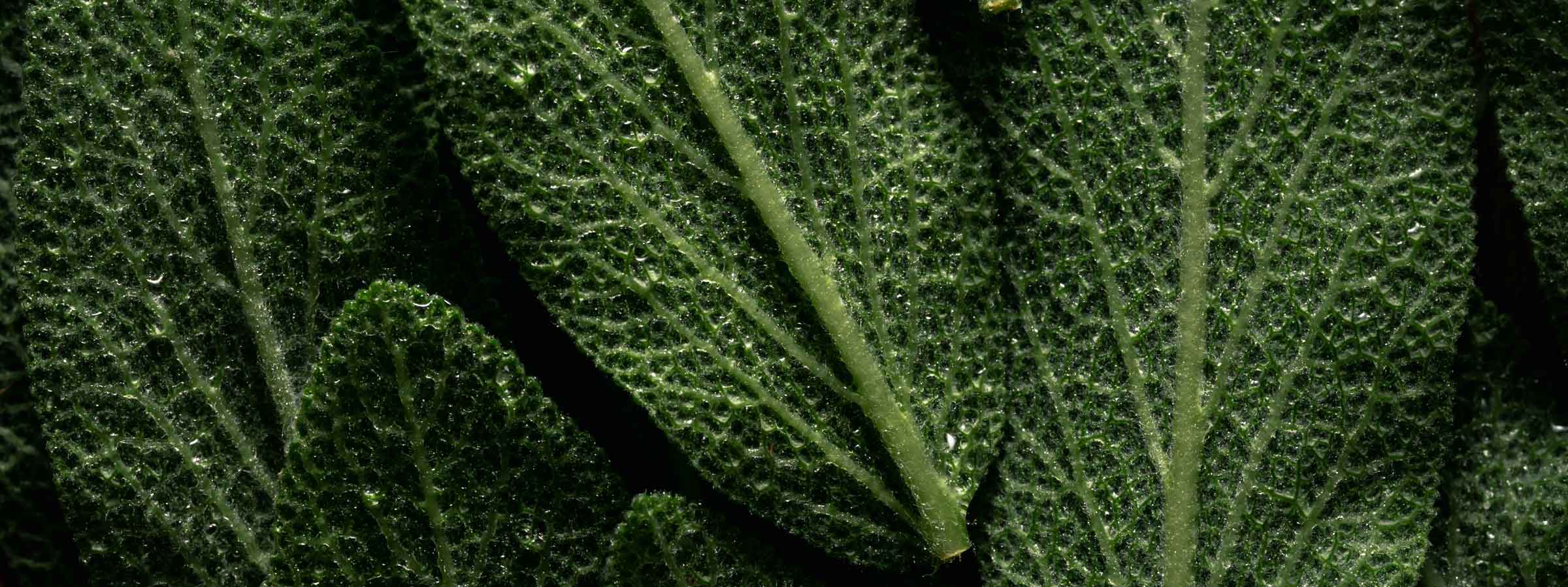 Botanical - Witch's Mark