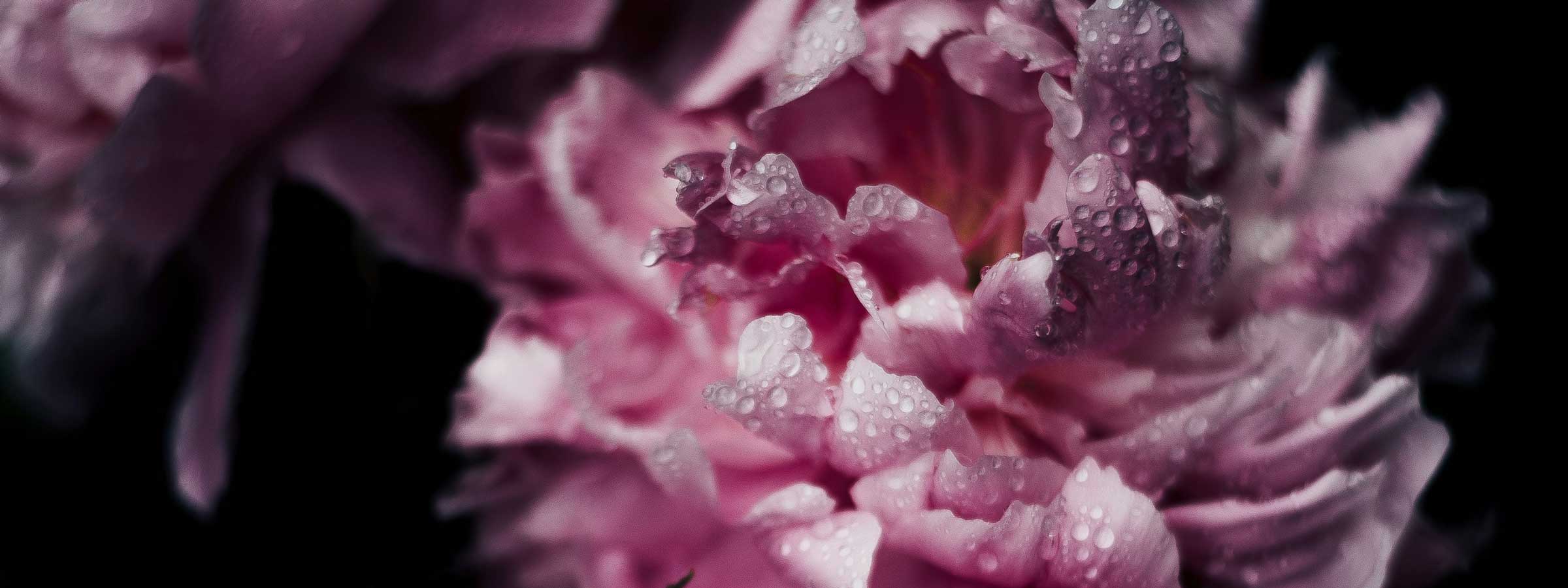 Floral scent collection background image