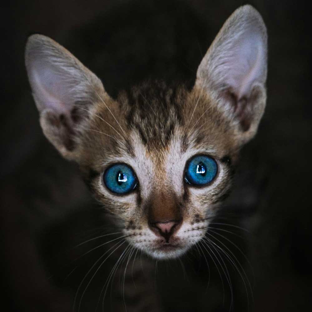 Cat with blue eyes looking directly at the camera on a dark background