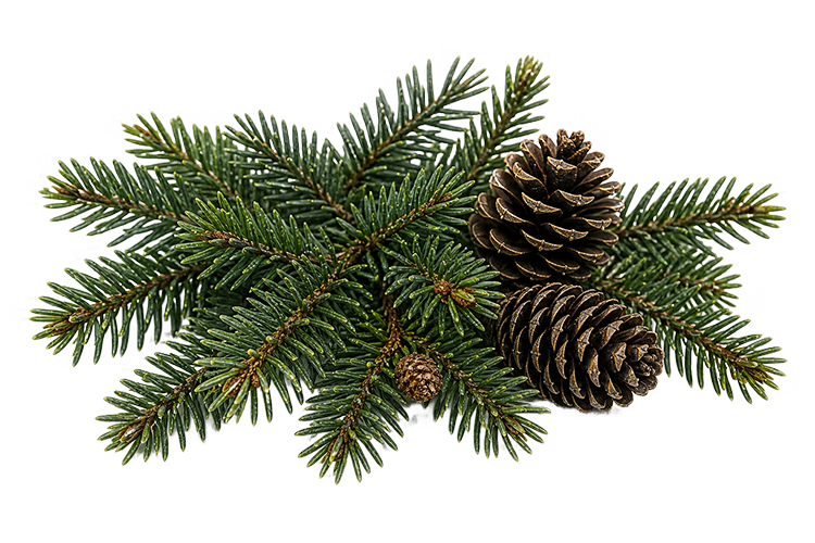 Black spruce branch with pine cones on a white background