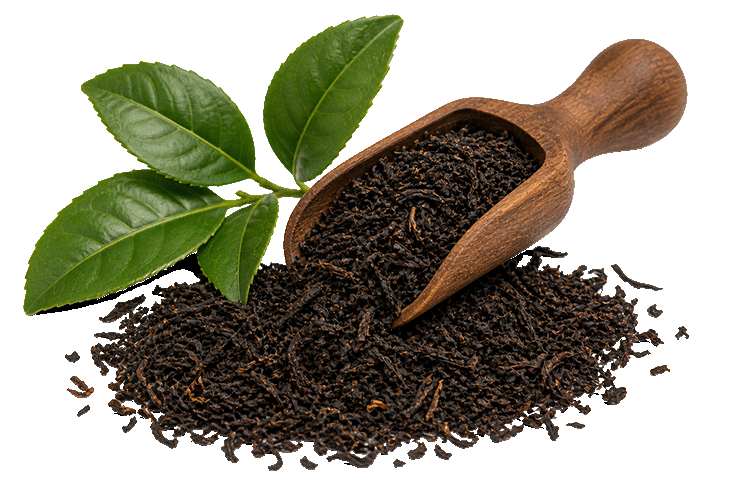 Wooden scoop filled with black tea leaves next to green tea leaves on a white background