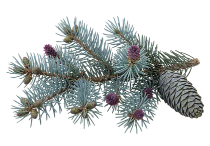 A blue spruce branch