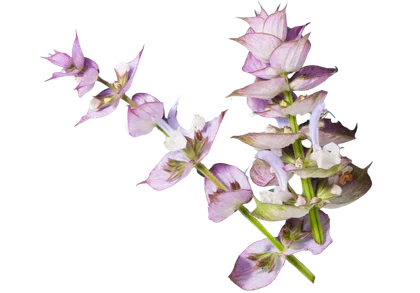 clary sage