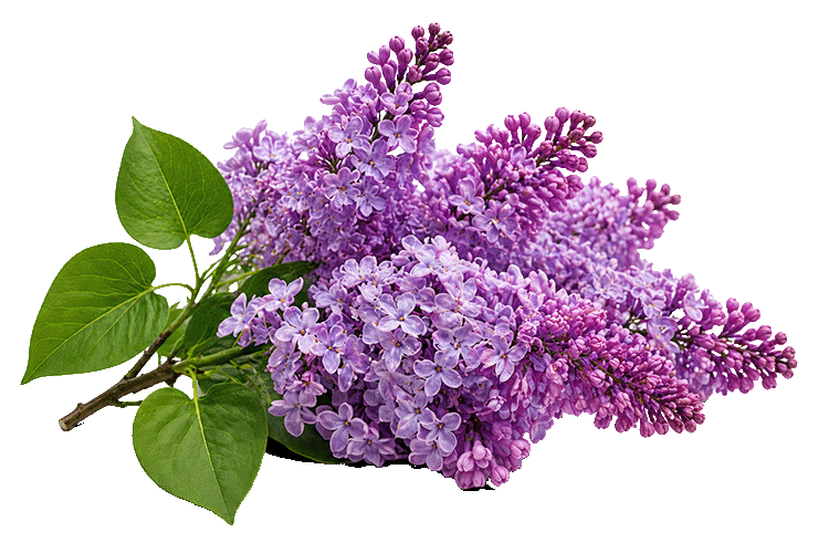Bouquet of purple lilacs with green leaves on a white background