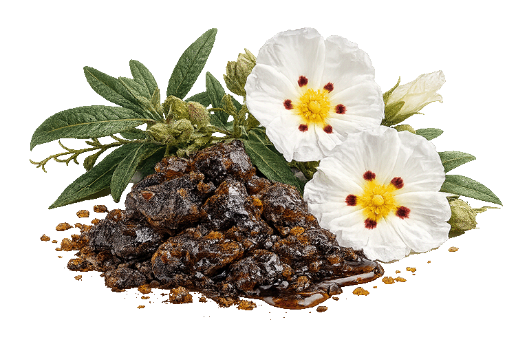 Labdanum with white flowers and green leaves on a white background