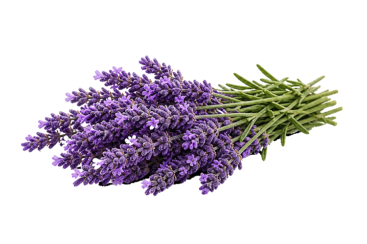 Bouquet of purple lavender flowers on a white background
