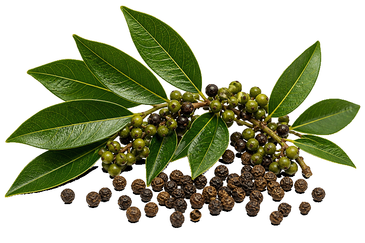 Bouquet of green peppercorns and black peppercorns on a white background