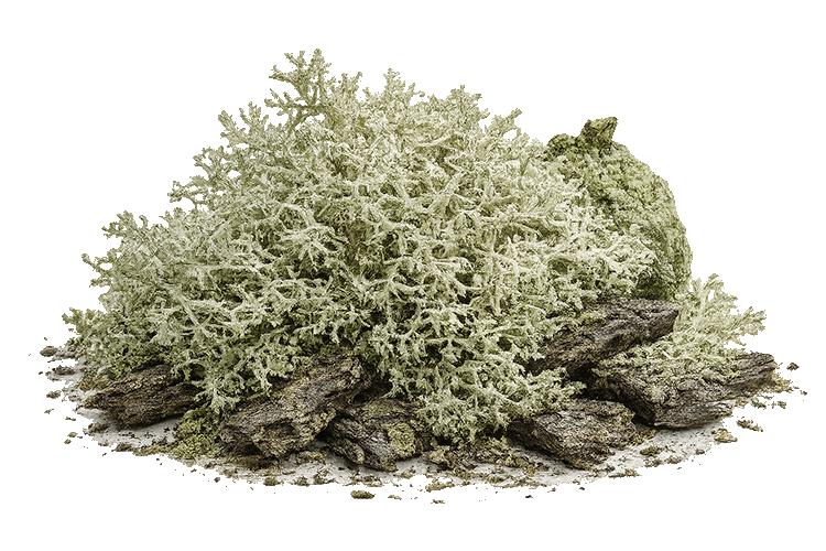 Oakmoss on a white background