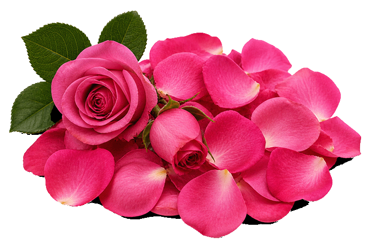 Pink roses and petals on a white background