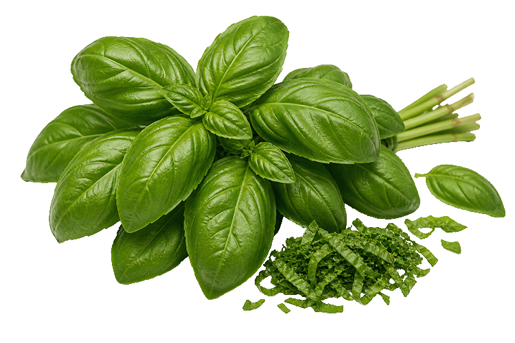 Basil leaves and chopped basil on a white background