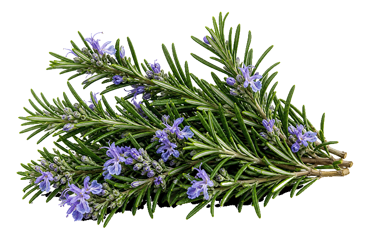 Rosemary branch with purple flowers on a white background