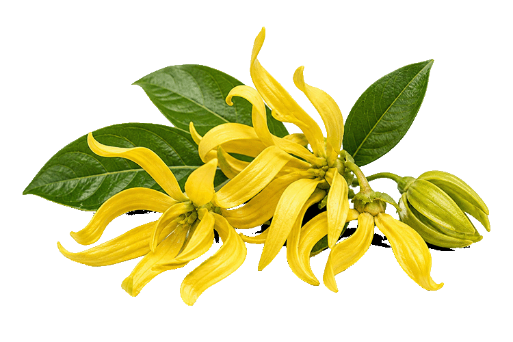 Ylang ylang on a white background