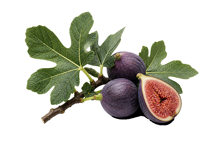 Figs on a branch with leaves on a white background