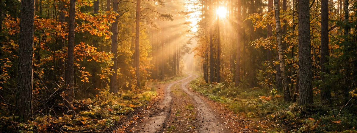 Golden morning sunlight filtering through an autumn forest path, a warm and grounding background for the Witch's Mark Radiant Rituals collection of handmade botanical home fragrances.