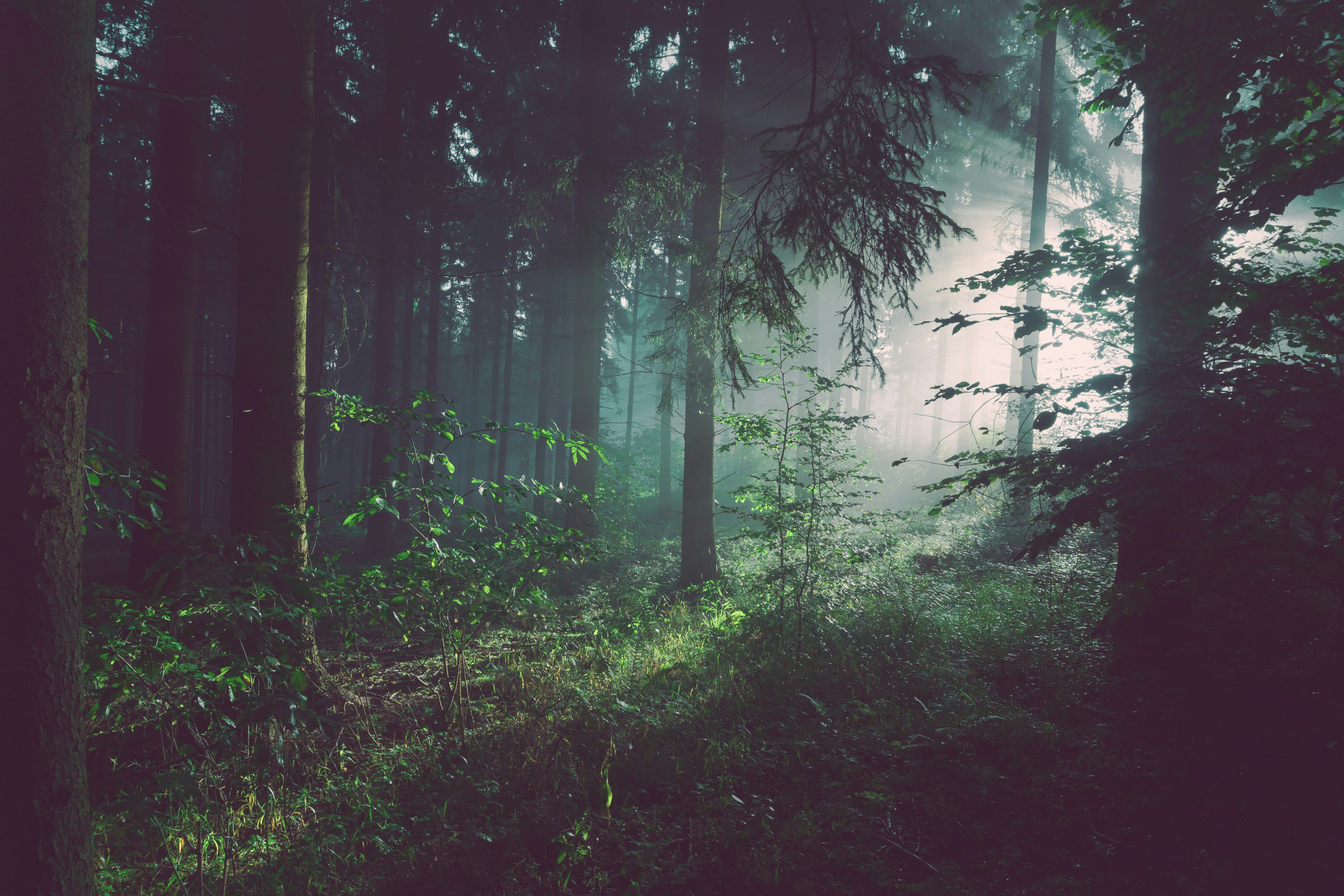 Misty forest with tall trees and dappled light filtering through the canopy