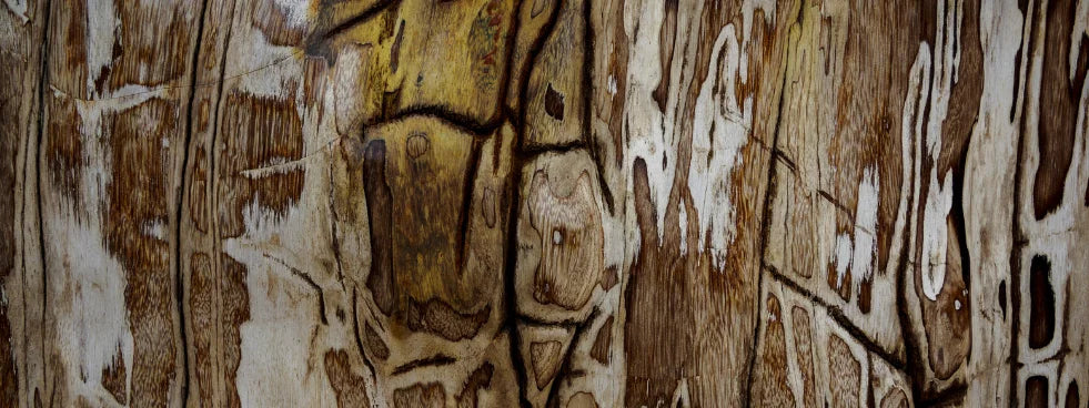 Petrified wood crystal texture