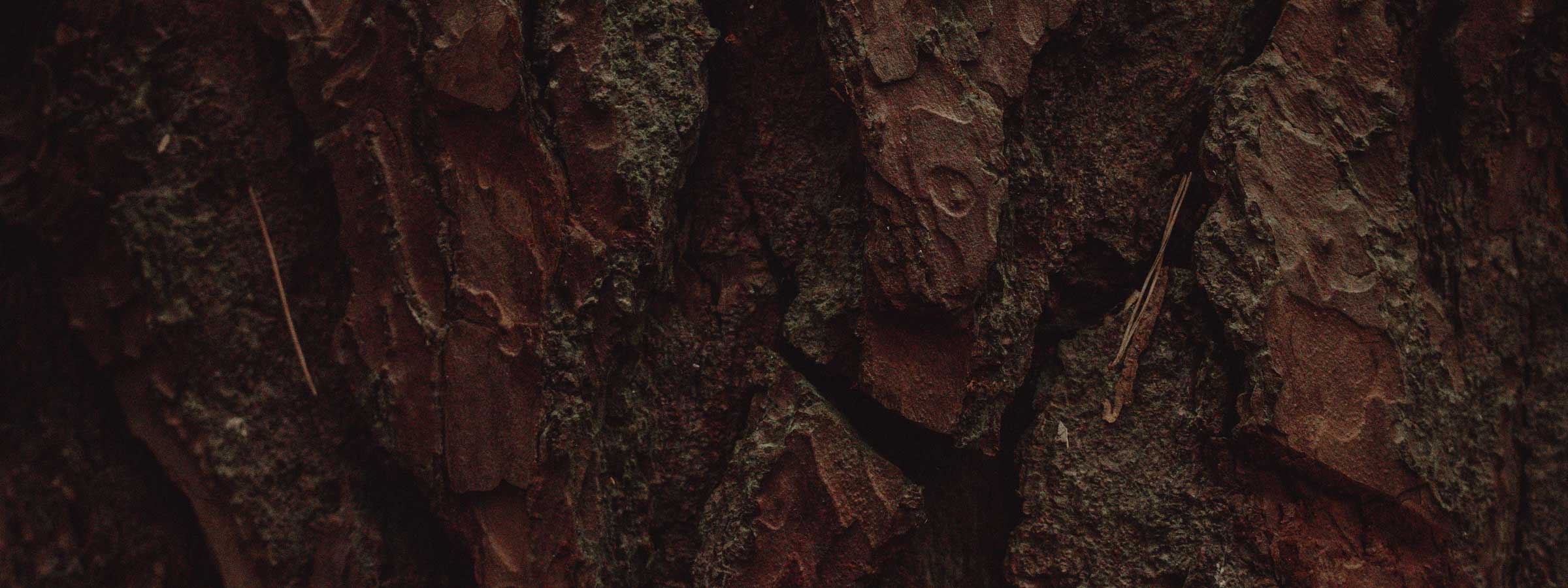Woody scent collection background image