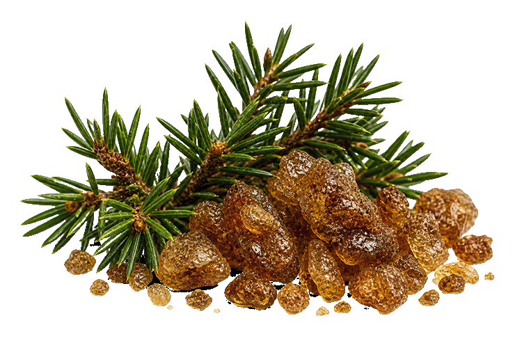 Balsam on a pine branch with a white background