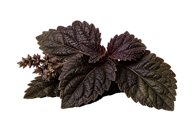 Dark purple leaves on a white background