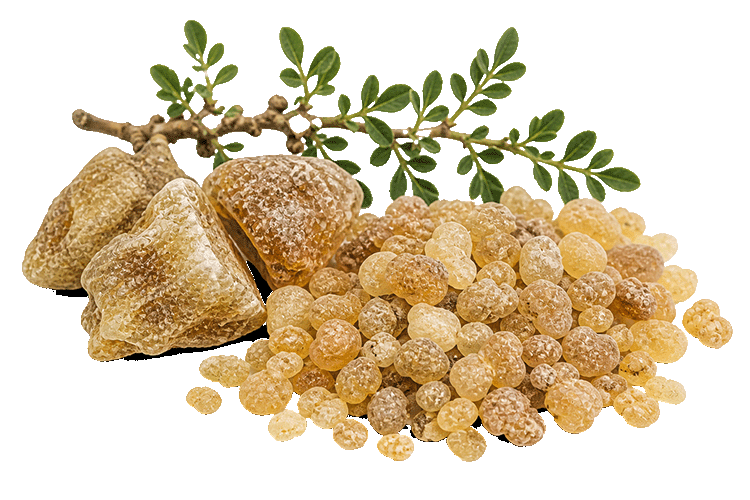 Resinous frankincense and frankincense tears