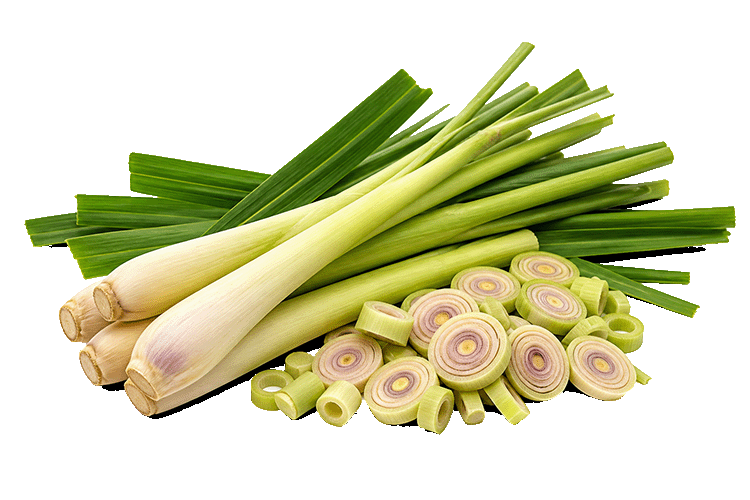Lemongrass on a white background