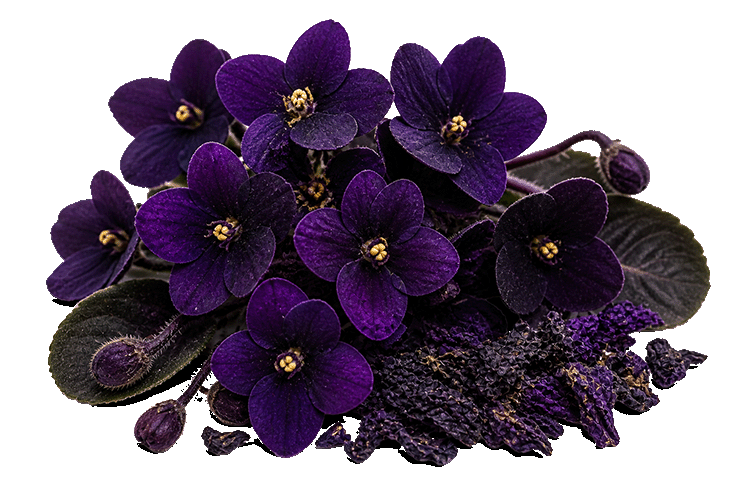 Purple African violets on a white background