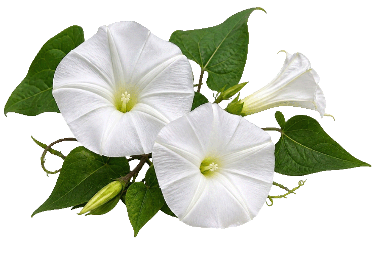 Three white moonflowers with green leaves on a white background