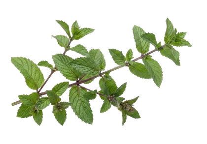 A sprig of peppermint leaves