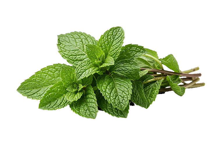 Spearmint leaves on a white background