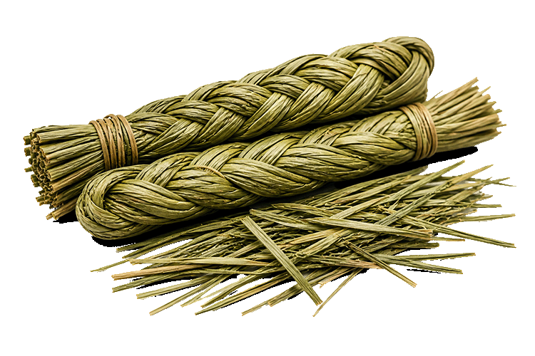 Sweetgrass twigs on a white background