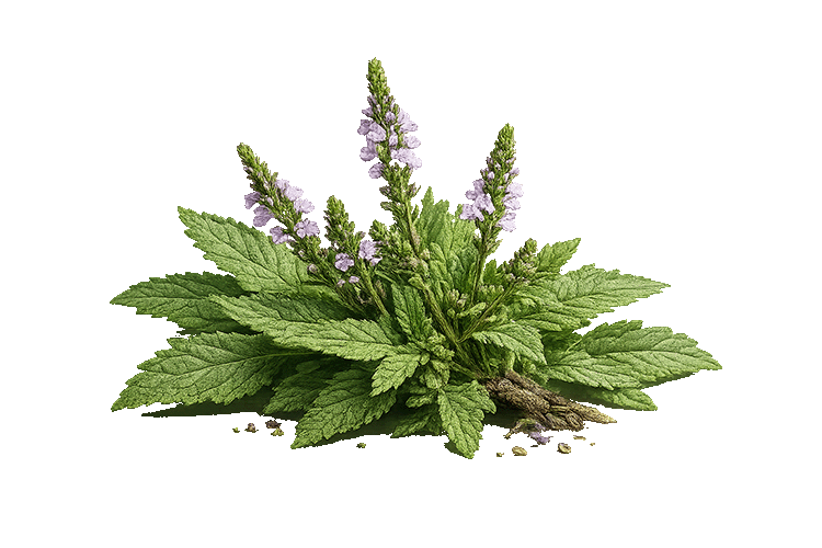 Vervain on a white background