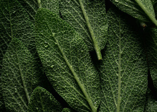 Botanical scent collection image