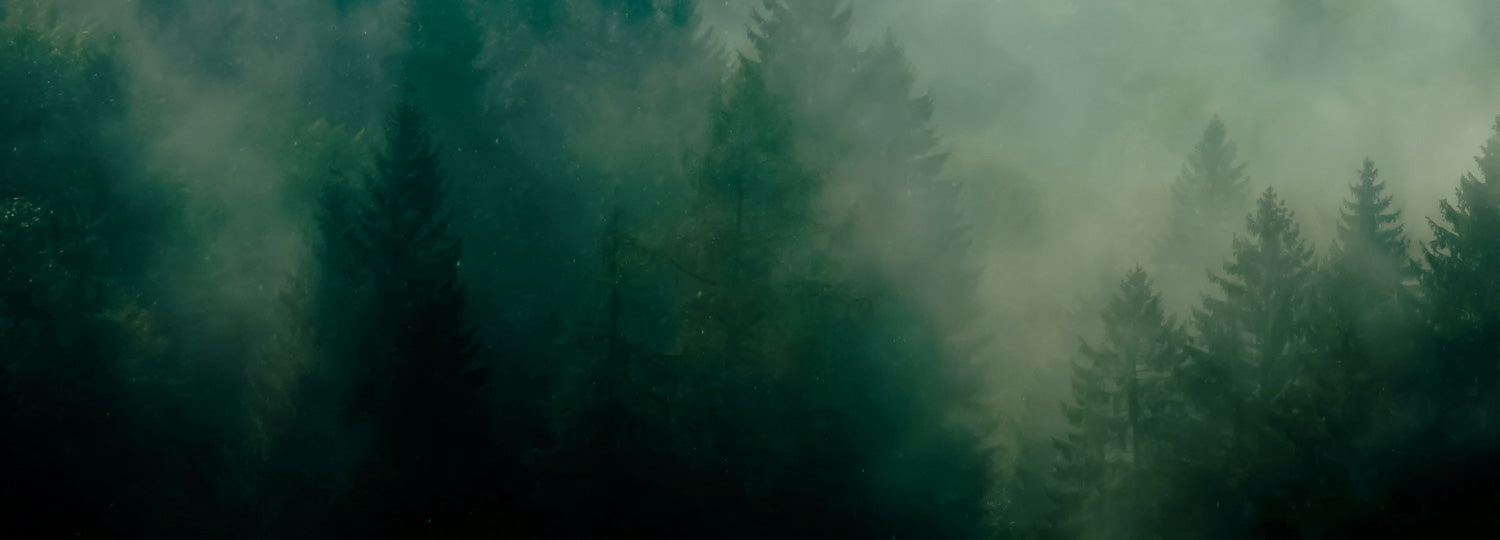 An atmospheric, wide section banner showing a misty pine forest shrouded in dense fog, capturing the dark green witch aesthetic for Witch's Mark earth-centered botanical products.