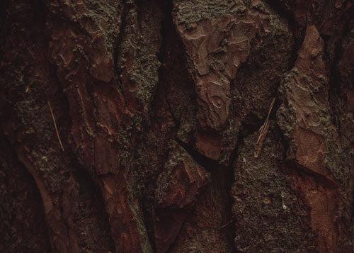 Woody scent collection image